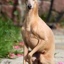 Saverio Dei Raggi Di Luna 