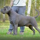 U-GREY Del-Orte M.L. FCI