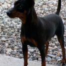 First lady ( di casa Glaunic)