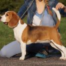 MUFKA Drużyna Uszatych 