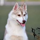 Let Me Be Your Dream Guarantee of Success