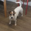 Золотой Ангел Хранитель Обби