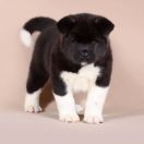 Val'kiriya Iz Nochnykh Snayperov V Zov Serdtsa