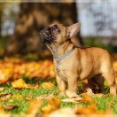 TELMA Hokus Pokus z Perłowej