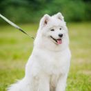 PEREGRINA PEARL IZ MOSKOVSKOY METELY