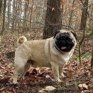 BBIGHT BRILLIANT GRAND