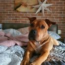 Gold Quenn April Night 