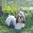 Yasnarada Veseliy Gremlin