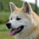 AKAI KITSUNE Mori No Kodomo