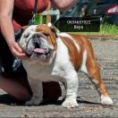 Luis Red star IZ doma Gritsenko 