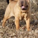 Verginiya s chernigivskoy gubernyi