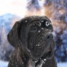 GIULIETTA DEL' BOSCO FOLTO