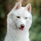 BUENO PARDO ELEMENT ZLATON'I