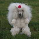 Ch Pl, JCH Pl PURE LOVE Amber Nova 