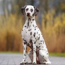 CENERENTOLA Collina Nera