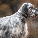 НУАР БИЛГО ЛИЛУ