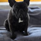 Le Don Solaire Bella