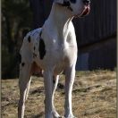 ELAN FOR ANIJA D Jag-Sza