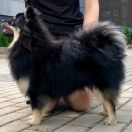 LEGEND OF ZORRO z Śnieżnej Doliny