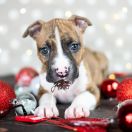 TOOTSIE Because of Crazy Time 