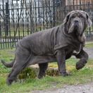 DANIELLA DEL' BOSCO FOLTO