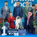 Dizzy Marble Boombayah 