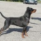 Cayenna ( di casa Glaunic)