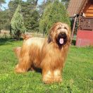 PRINCESS OF LOVE Victory of Love 