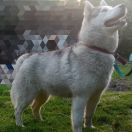 AMARYLIS ESKIMOSKI DOMEK 