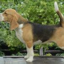 AMAZING SUCCESS VANESSA DARLING JOY