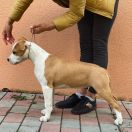 Too Good To Be True Via Fortuna