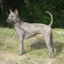 PRIMO z Lasów Preczowskich