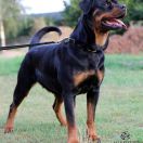 VALENTINE'S ROSE Margarotte