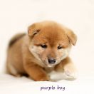 Fioletowy (kolor znacznika)