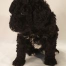 KORFU Pies de Perro (FCI)