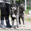 Fujimaru Go Tsuna No Ogawa