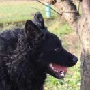 GRUDAN DIKA ĐAKOVAČKA 