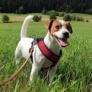 KOALA Jack's Clan (FCI)