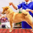 EKATO KADZUKEMONO DOREMI