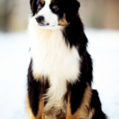 YOU ARE CUTE MINI'S Tatranska Labka FCI