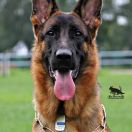 Greys vom Yambwelle Hof