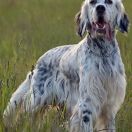 BARENNE STIVEN NIKI VENKARO