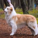 CROWN KING Border Black