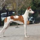 Gran Habano Corojo Baltas Vejas