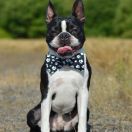 Christian Dior Salamanka