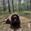 Aqua Jurajskie Niedźwiadki FCI 