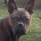 Gratia COFFEE PINSTRIPEDBULL