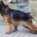 KMINEK z Zielonego Ursynowa Poland FCI