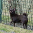 SHAH LITTLE PUPPY MAGNIFIKA STYLE 