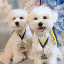 BUBBLE FLUFF IRIS PET